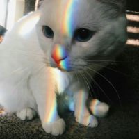 Даша Kitsune