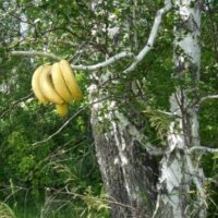 Татьяна Черданцева